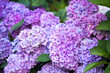 Large-leaved hydrangea flower. Lilac flowers and hydrangea leaves. Close-up.