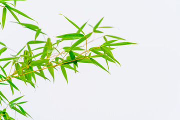 Poster - Green bamboo background