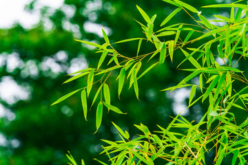 Poster - Green bamboo background