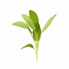 Wall Mural - Sage plant isolated on a white background