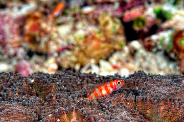 Wall Mural - A picture of a clown pygmy Goby