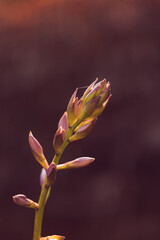 Wall Mural - Hosta bloom backlit morning light 