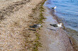 Young and adult Great black-backed gulls stand on the sandy-shell coast of the Black Sea in the Zaliznyi port (Kherson region, Ukraine). A family of birds drinking water in the sea