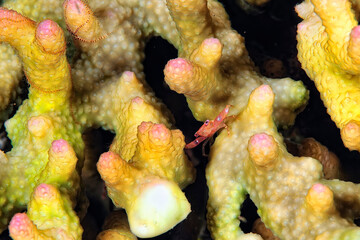 Wall Mural - A beautiful spot legged coral crab