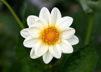 Wall Mural - white open-centred dahlia flower in summer cottage garden