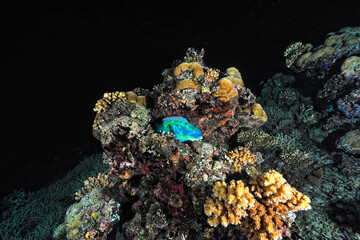 Wall Mural - A picture of a parrot fish