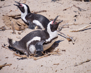 Sticker - Closeup shot of  African penguins with their mouth open on their nest