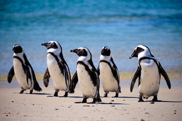 Sticker - Closeup shot of five African penguins standing together on the beach coming out of the ocean