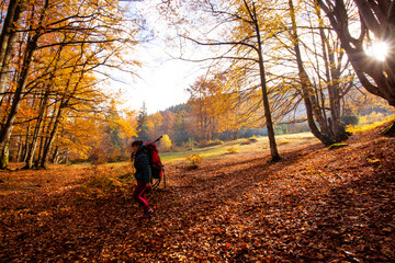 Wall Mural - The woman hiker travels in the woods is looking around