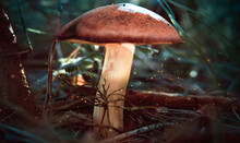 A Mushroom In The Forest, Glowing Specks Of Dust Fly Around. Fabulous Atmosphere, Big Brown Mushroom Hat, Soft Selective Fox
