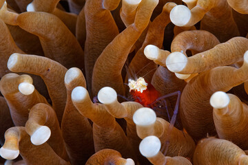 Wall Mural - A mushroom coral ghost shrimp