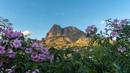 Wall Mural - panoramic of the mountain puig campana between a blue sky and flowers in the foreground. Landscape located in Finestrat, located in the Valencian Community, Alicante, Spain