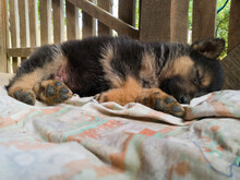 A Cute Puppy In Black And Beige Sleeps On A Dirty Blanket On The Porch In The Countryside