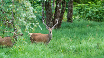 Wall Mural - monarch of the glen