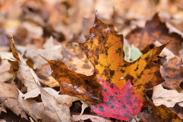 Two brightly colored autumn leaves with morning dew on a bed of brown fallen leaves.