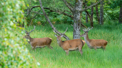 Poster - Monarch of the Glen