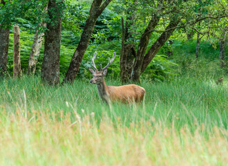 Wall Mural - monarch of the glen
