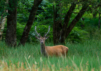 Wall Mural - monarch of the glen
