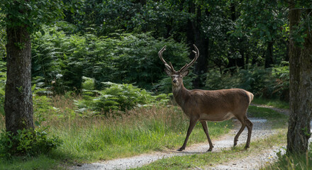 Wall Mural - monarch of the glen