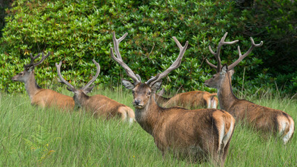Wall Mural - monarch of the glen