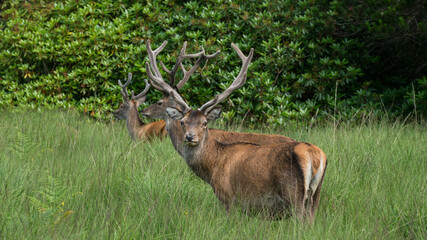Wall Mural - monarch of the glen