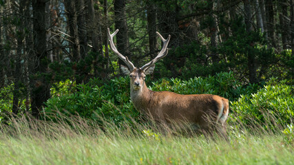 Wall Mural - Monarch of the Glen