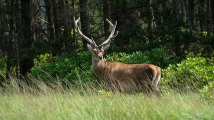 Wall Mural - monarch of the glen