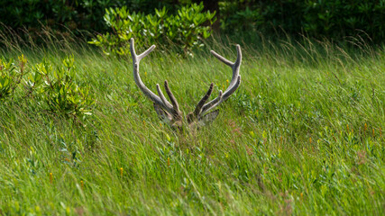 Poster - Monarch of the Glen