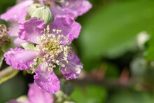 Close Up Of Pink Flowers On A Common Bramble (rubus Fruticosus) Plant