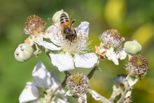 Close Up Of A European Honey Bee (apis Mellifera)  Pollinating Awhite Flowers On A Common Bramble (rubus Fruticosus) Plant