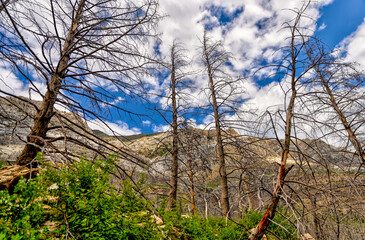 Wall Mural - Views along the highway leading to Cameron Lake in Waterton Alberta