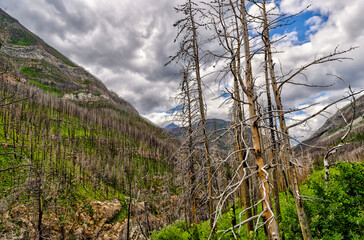 Wall Mural - Views along the highway leading to Cameron Lake in Waterton Alberta