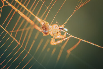 Spider catching meal in web during sunset 