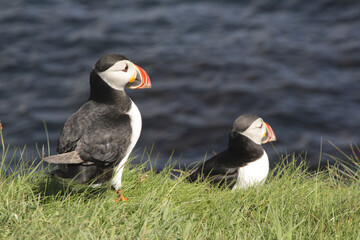 Sticker - Selective focus shot of Atlantic puffins sitting on the grass in front of the sea