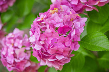 Pink Flowers Hydrangea Close Up In Greenery