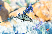 Black And White Striped Zebra Butterfly On A Lavender Flower Close Up