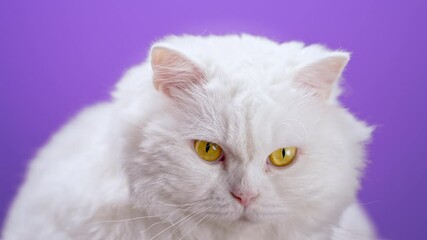 Wall Mural - Amazing domestic white pet is isolated on purple wall background. Portrair of furry cat in studio. Animals, friends, home concept.