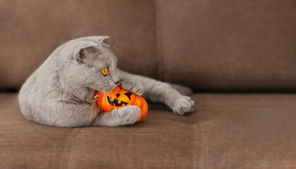 Gray cat bite halloween pumpkin lying on the brown couch