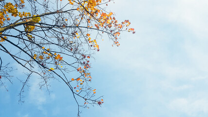 Canvas Print - Autumn october Background