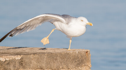 Poster - Selective focus shot of a large white-headed gull standing in front of a lake in Croatia