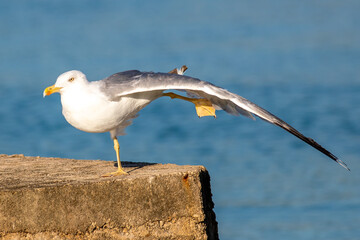 Sticker - Selective focus shot of a large white-headed gull standing in front of a lake in Croatia