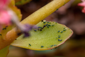 Wall Mural - Small Aphids Insectson the plant Flaming Katy