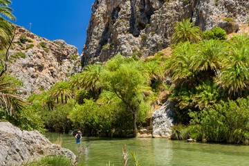 Wall Mural - Beautiful natural palm forest in an otherwise dry valley at Preveli, Crete, Greece