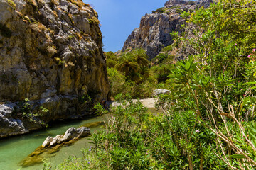 Wall Mural - Beautiful natural palm forest in an otherwise dry valley at Preveli, Crete, Greece