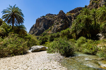 Wall Mural - Lush palm forest and a small river leading to a sandy beach (Preveli, Crete, Greece)