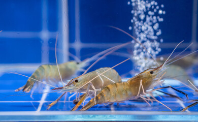 Fresh raw shrimps in the blue fishbowl 