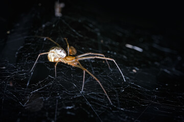 Wall Mural - Dictine spiders weavers Dictynidae are a family of araneomorphic spiders from the superfamily Dictynoidea, a spider is waiting for a victim on a web, selective focus.