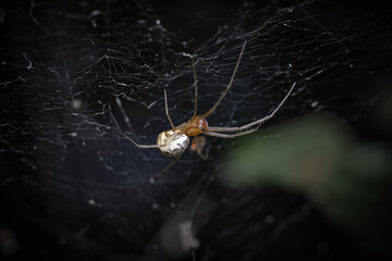 Wall Mural - Dictine spiders weavers Dictynidae are a family of araneomorphic spiders from the superfamily Dictynoidea, a spider is waiting for a victim on a web, selective focus.