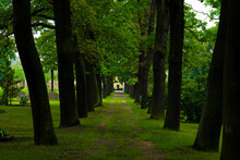 Long Path In A Public Cemetery, Large Oak Trees Along The Way