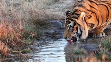 Closeup Of Thirsty Orange Bengal Tiger Drinking From Muddy Pond